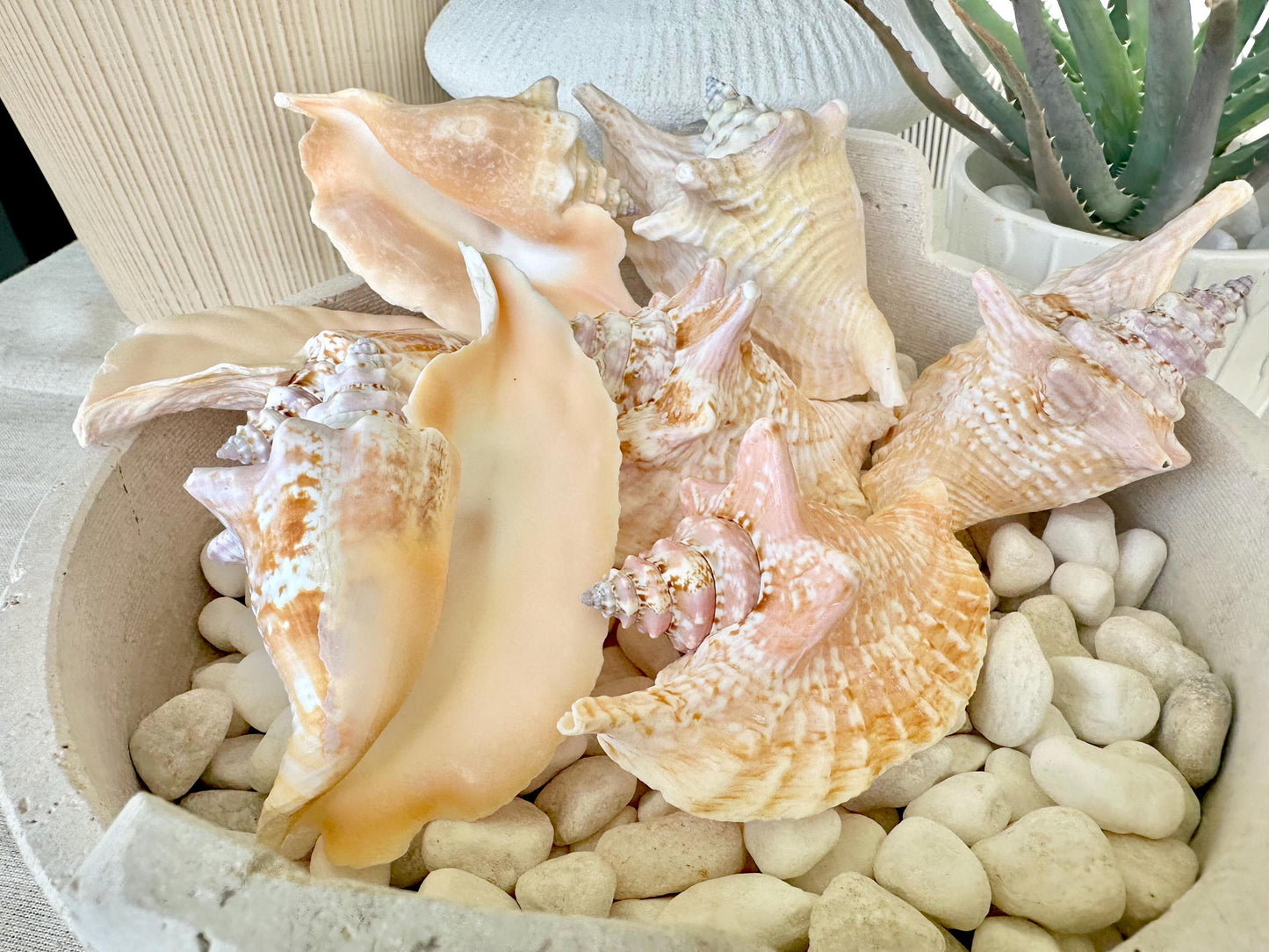 100% Natural Rooster Conch Shell Seashell You Pick Size 3-6" Coastal Beach Nautical Décor Display Strombus Gallus Hawk Wing