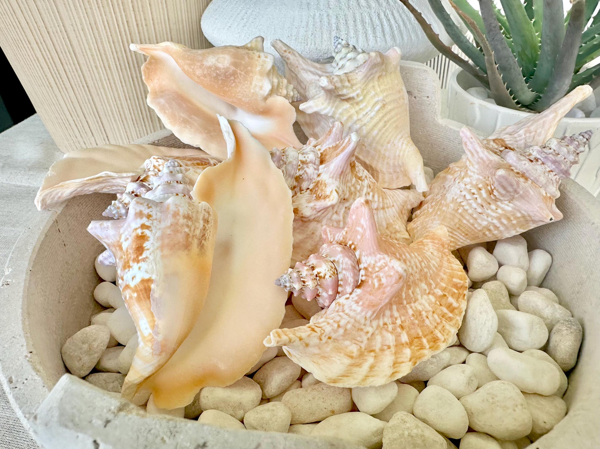 100% Natural Rooster Conch Shell Seashell You Pick Size 3-6" Coastal Beach Nautical Décor Display Strombus Gallus Hawk Wing