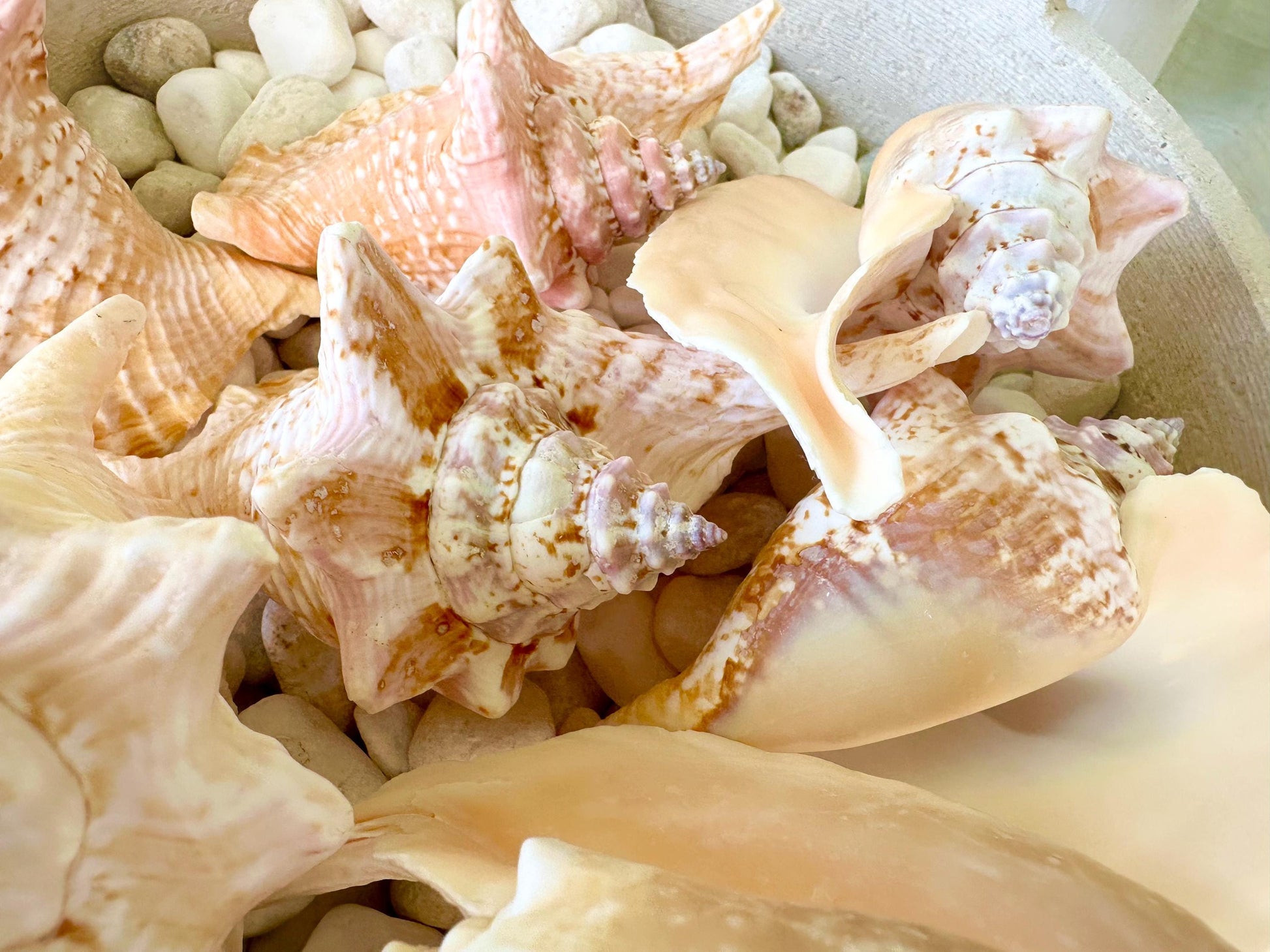 100% Natural Rooster Conch Shell Seashell You Pick Size 3-6" Coastal Beach Nautical Décor Display Strombus Gallus Hawk Wing