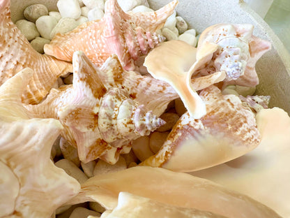 100% Natural Rooster Conch Shell Seashell You Pick Size 3-6" Coastal Beach Nautical Décor Display Strombus Gallus Hawk Wing