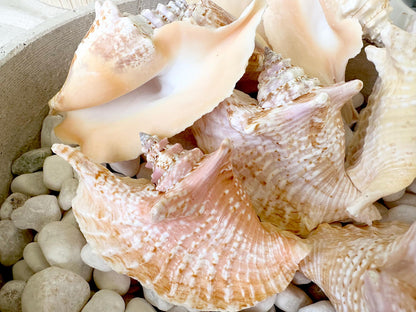 ROOSTER CONCH SHELL *All Sizes* Pink Peach Display Seashell Strombus Gallus Hawk Wing