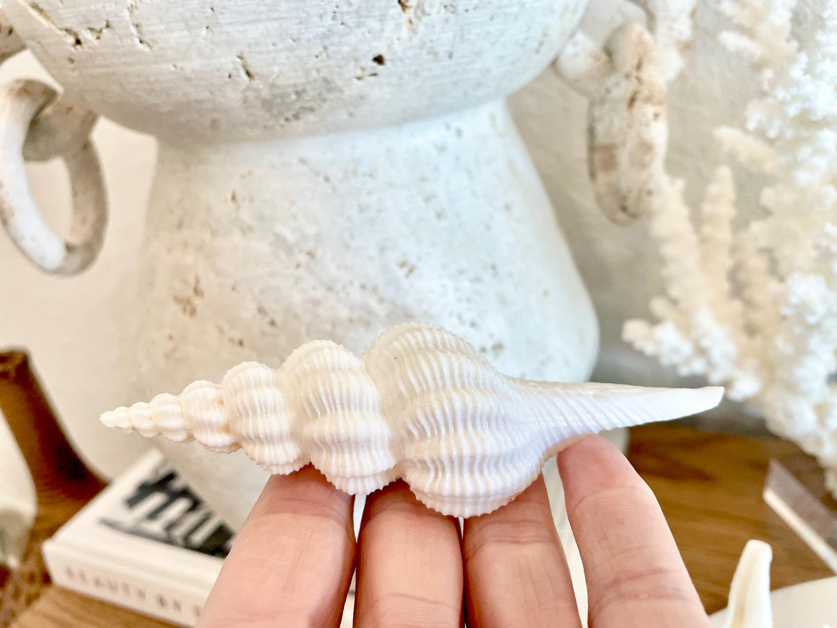 Set of 3 Shells 4-6": You Choose Length, Solid White Spindle Fusinus Conch Seashells