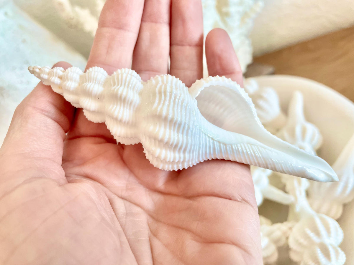 Set of 3 Shells 4-6": You Choose Length, Solid White Spindle Fusinus Conch Seashells