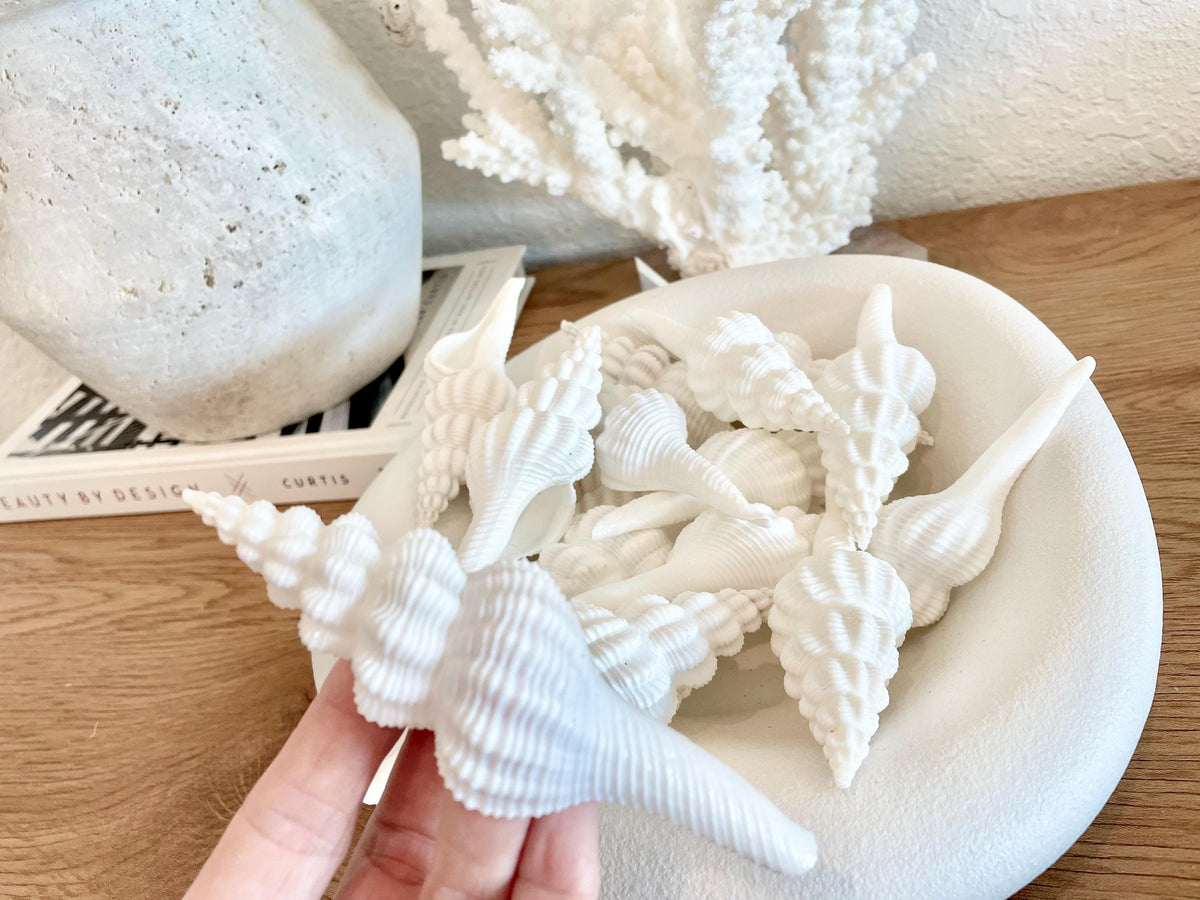 Set of 3 Shells 4-6": You Choose Length, Solid White Spindle Fusinus Conch Seashells