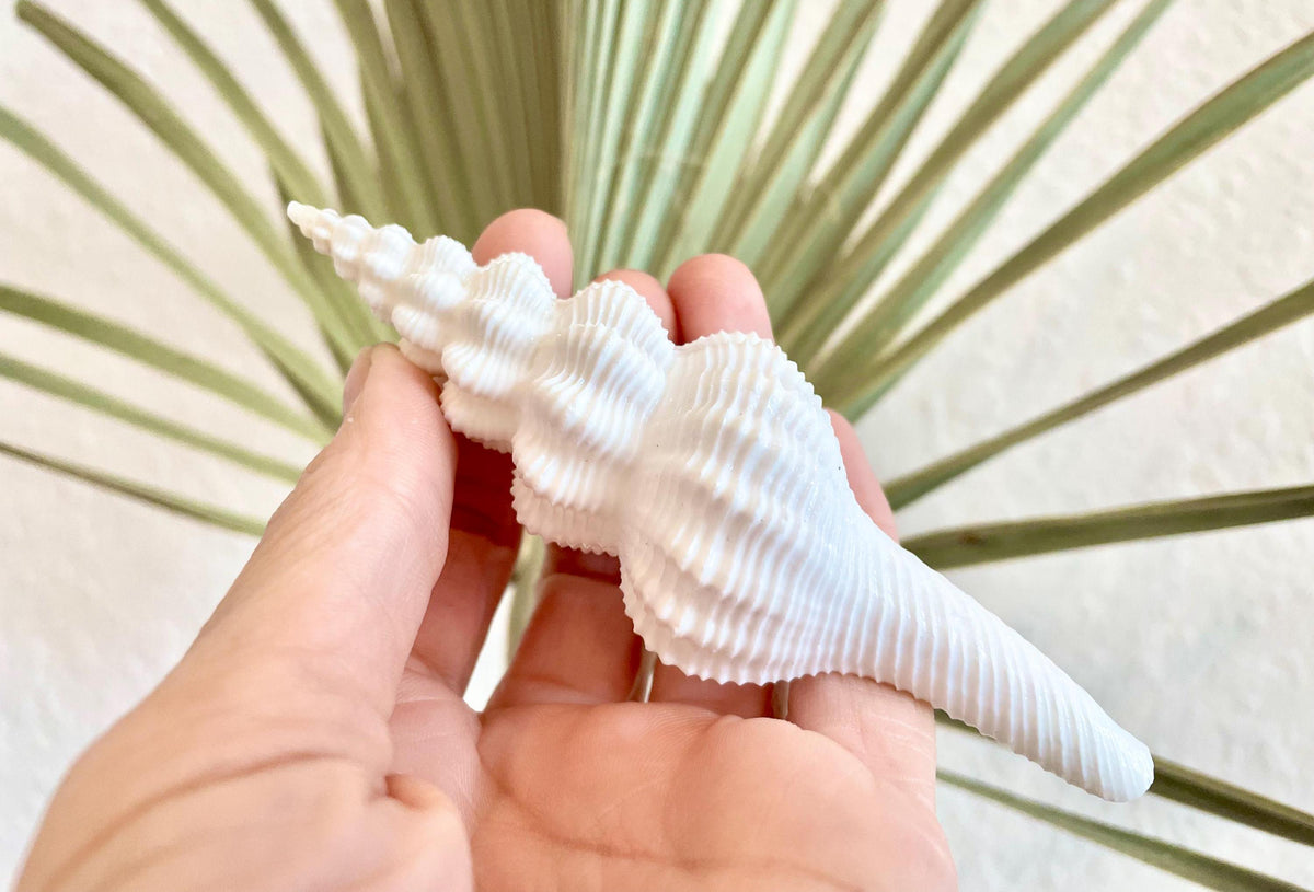 Set of 3 Shells 4-6": You Choose Length, Solid White Spindle Fusinus Conch Seashells