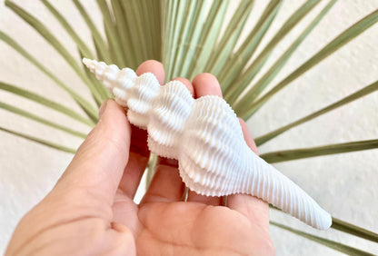 Set of 3 Shells 4-6": You Choose Length, Solid White Spindle Fusinus Conch Seashells