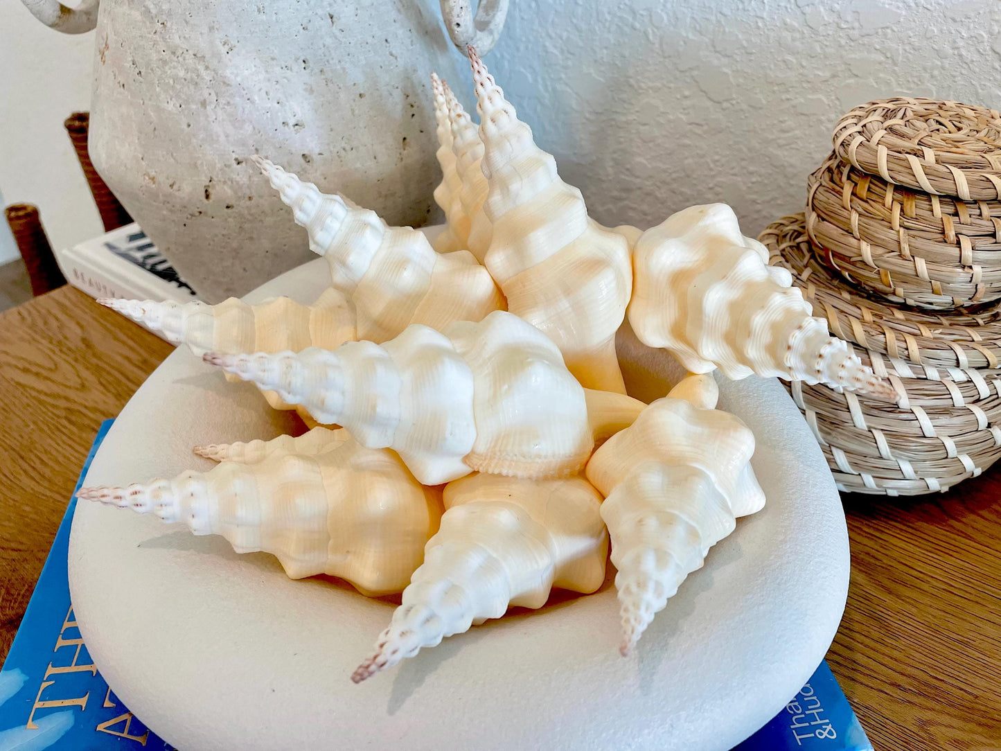 WAVY SPINDLE SHELLS 6-7" Ivory Long Natural Display Conch Seashell Coastal Beach Décor
