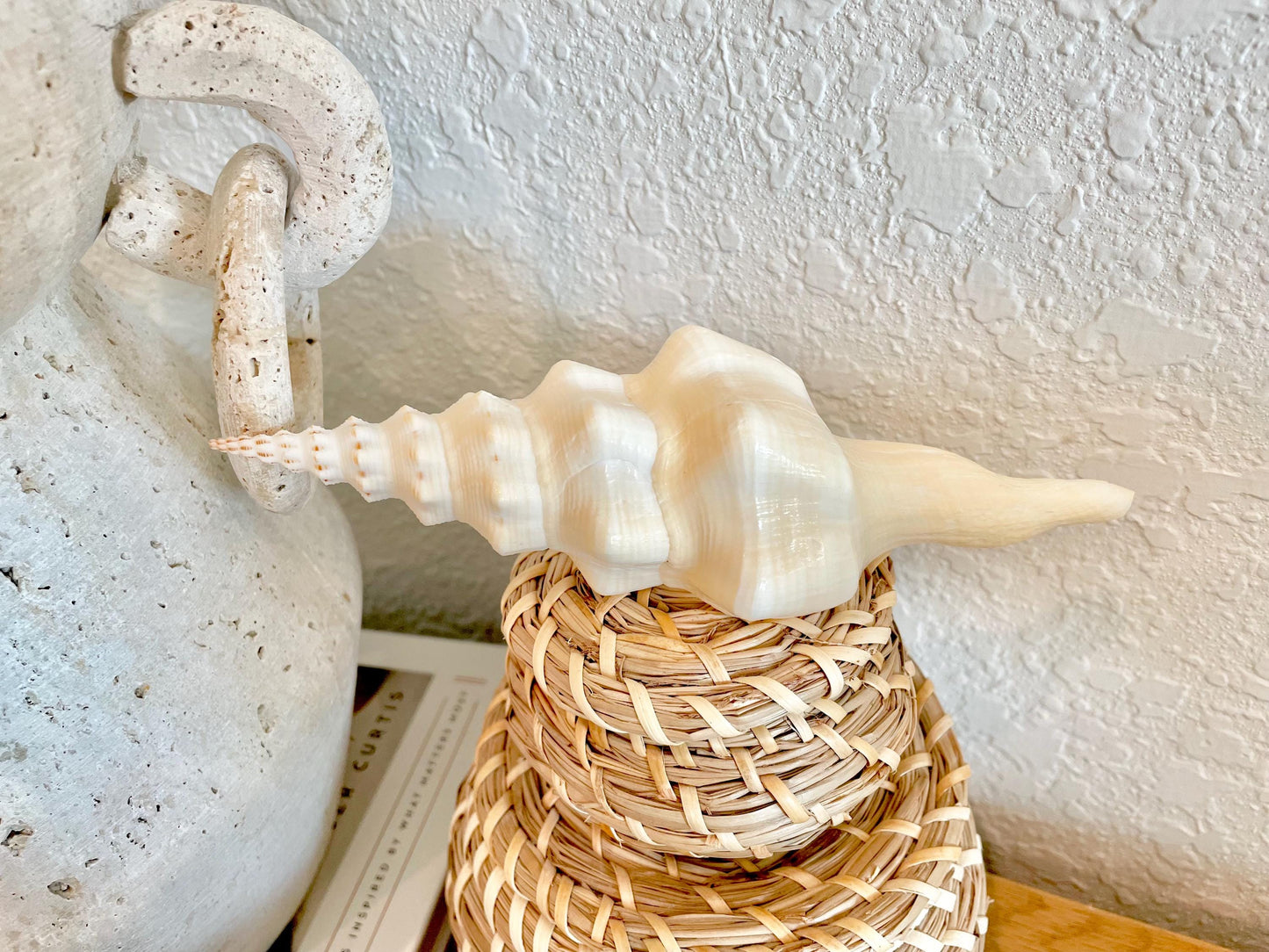 WAVY SPINDLE SHELLS 6-7" Ivory Long Natural Display Conch Seashell Coastal Beach Décor