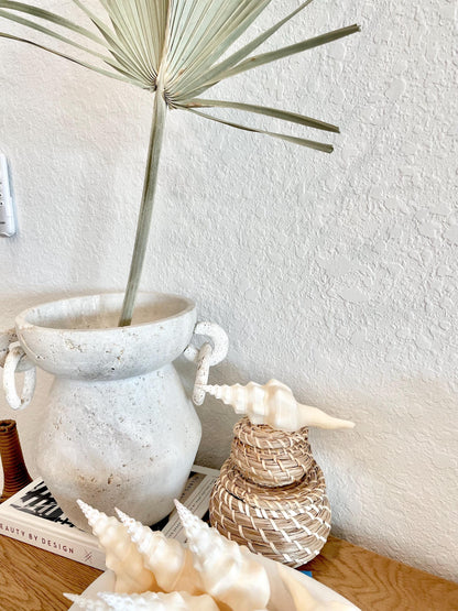 WAVY SPINDLE SHELLS 6-7" Ivory Long Natural Display Conch Seashell Coastal Beach Décor