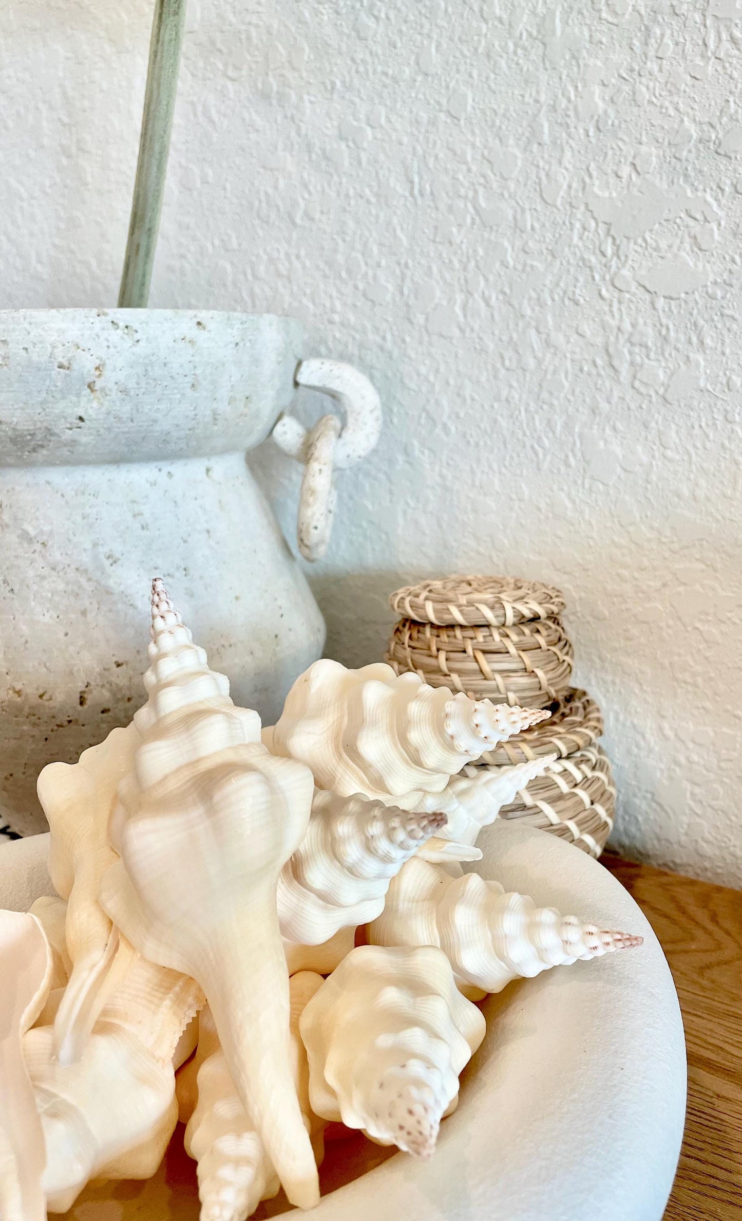 WAVY SPINDLE SHELLS 6-7" Ivory Long Natural Display Conch Seashell Coastal Beach Décor