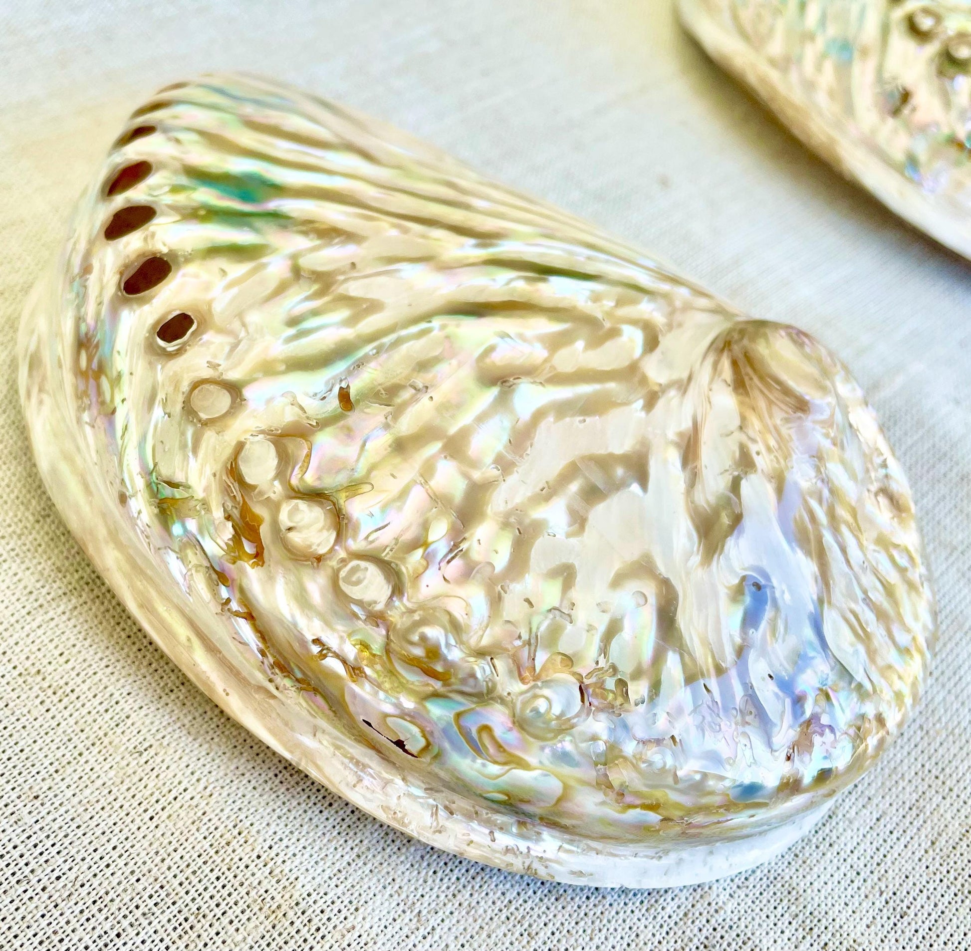 SILVER ABALONE SHELL Huge 6-6.5" X-Large High Gloss Polished Display Seashell Midas Iridescent Sage Dish