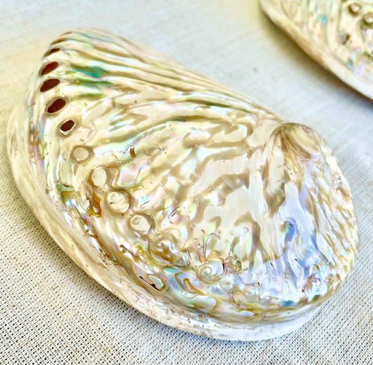 SILVER ABALONE SHELL Huge 6-6.5" X-Large High Gloss Polished Display Seashell Midas Iridescent Sage Dish