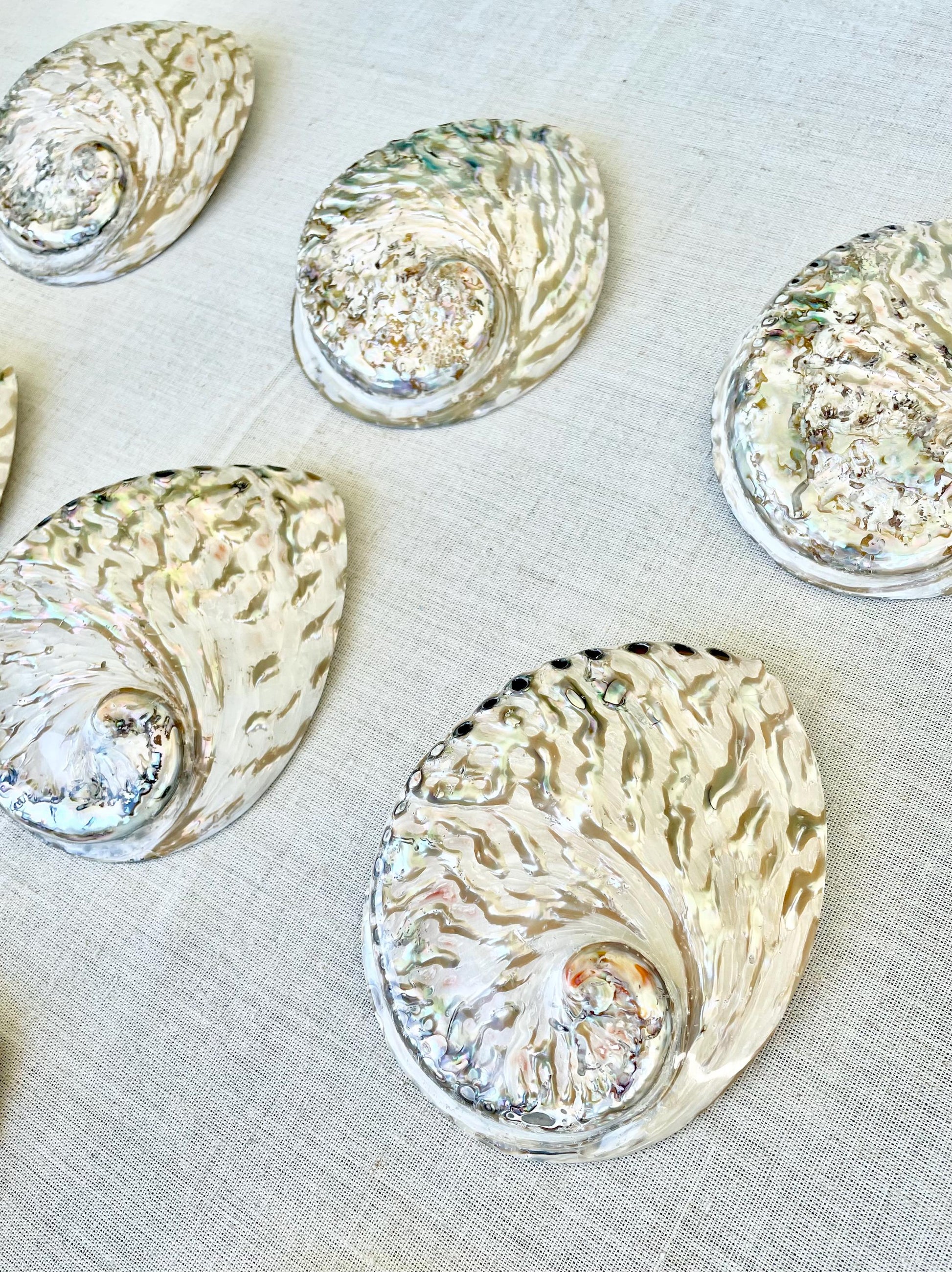 SILVER ABALONE SHELL Huge 6-6.5" X-Large High Gloss Polished Display Seashell Midas Iridescent Sage Dish