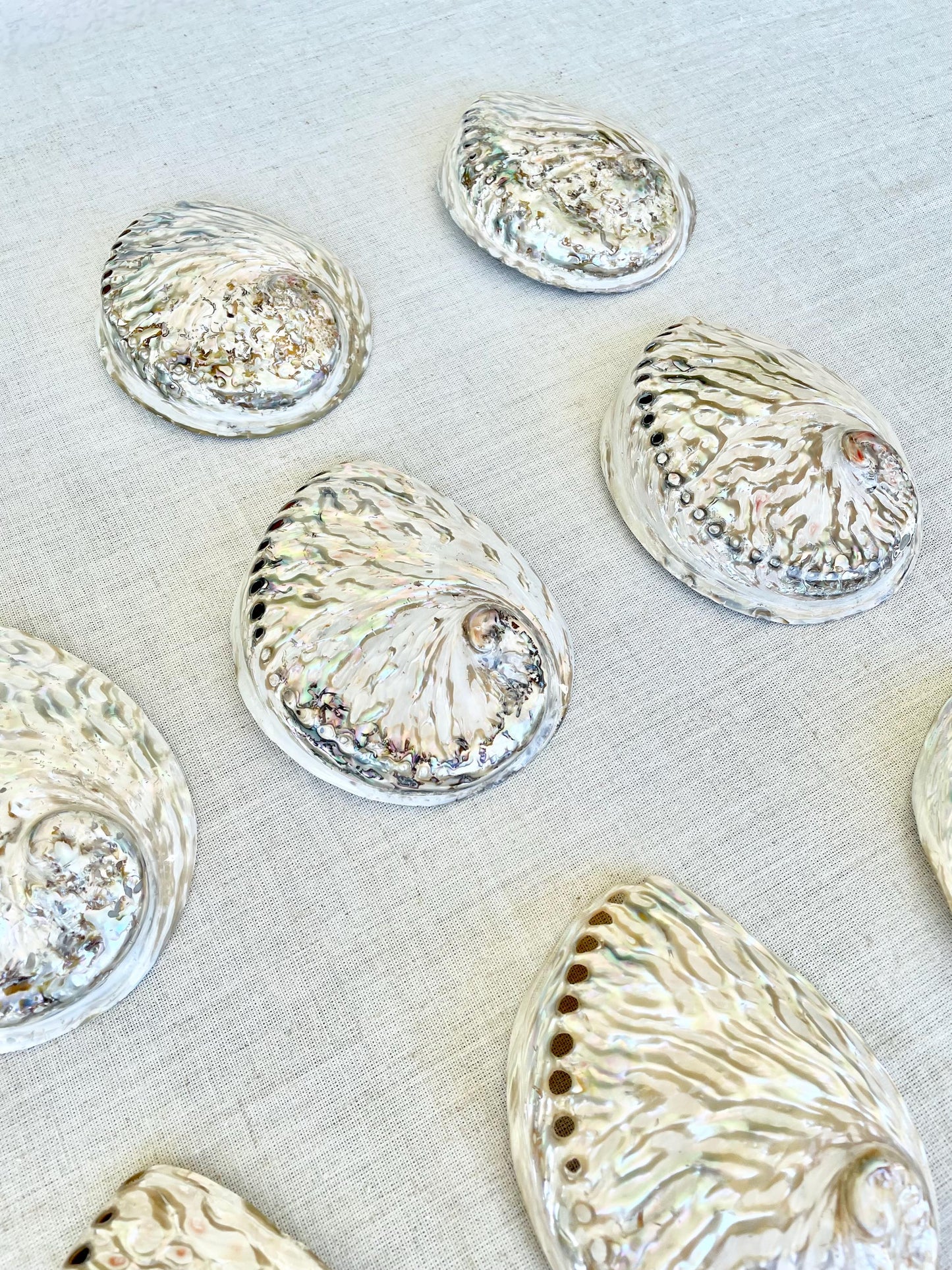 SILVER ABALONE SHELL Huge 6-6.5" X-Large High Gloss Polished Display Seashell Midas Iridescent Sage Dish