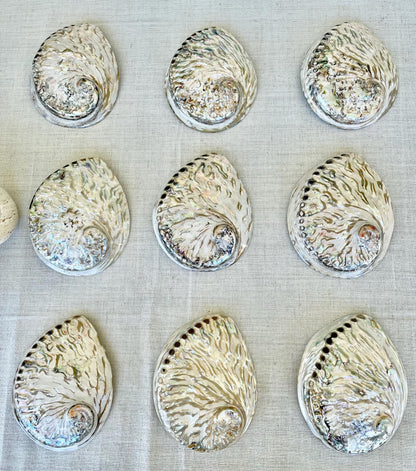 SILVER ABALONE SHELL Huge 6-6.5" X-Large High Gloss Polished Display Seashell Midas Iridescent Sage Dish