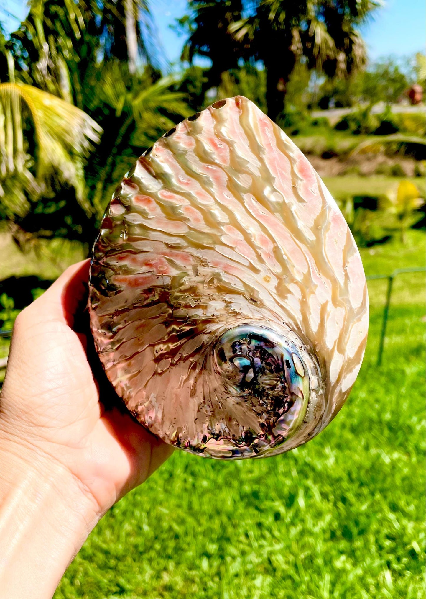 Red/Silver Abalone Shell, 5-5.5" Polished Seashell Display Dish