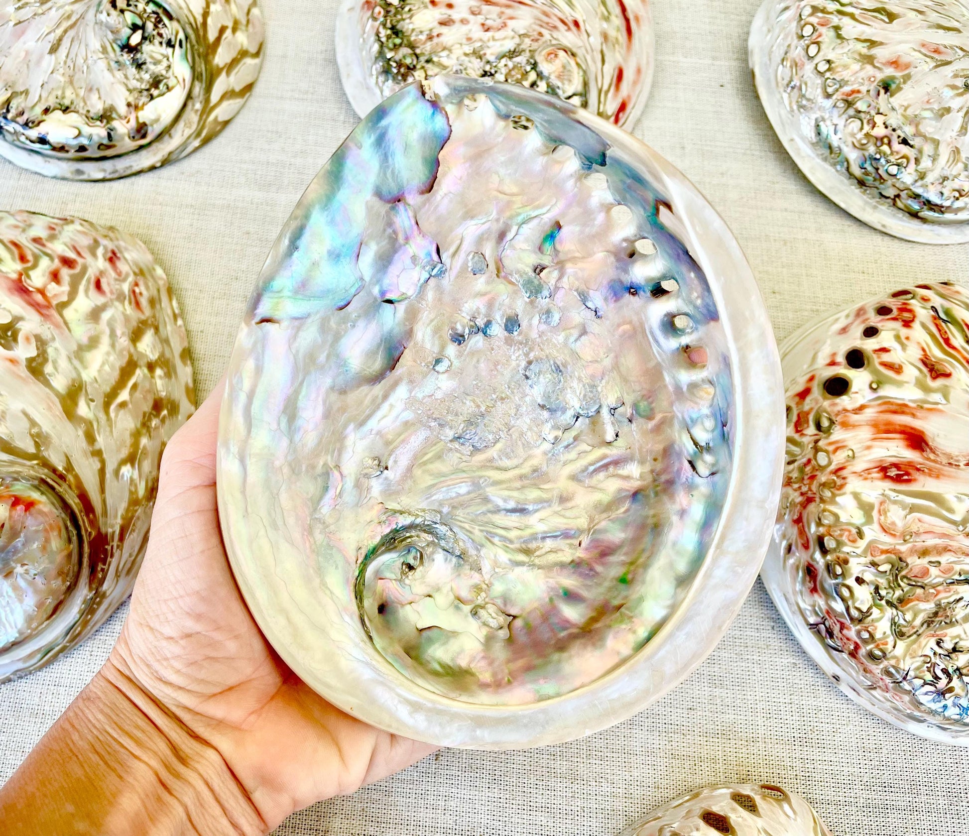 SILVER/RED ABALONE Shell Huge 6-6.5" X-Large High Gloss Polished Display Seashell Midas Sage Dish