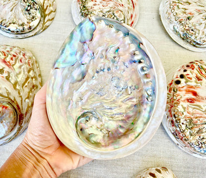 SILVER/RED ABALONE Shell Huge 6-6.5" X-Large High Gloss Polished Display Seashell Midas Sage Dish