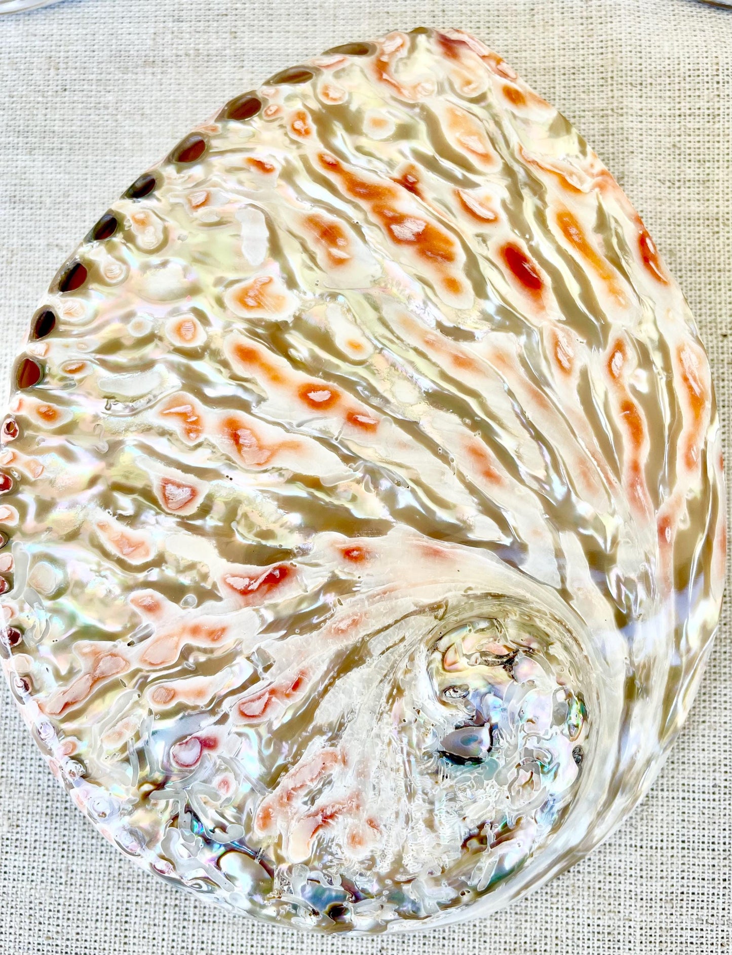 Red/Silver Abalone Shell, 5-5.5" Polished Seashell Display Dish