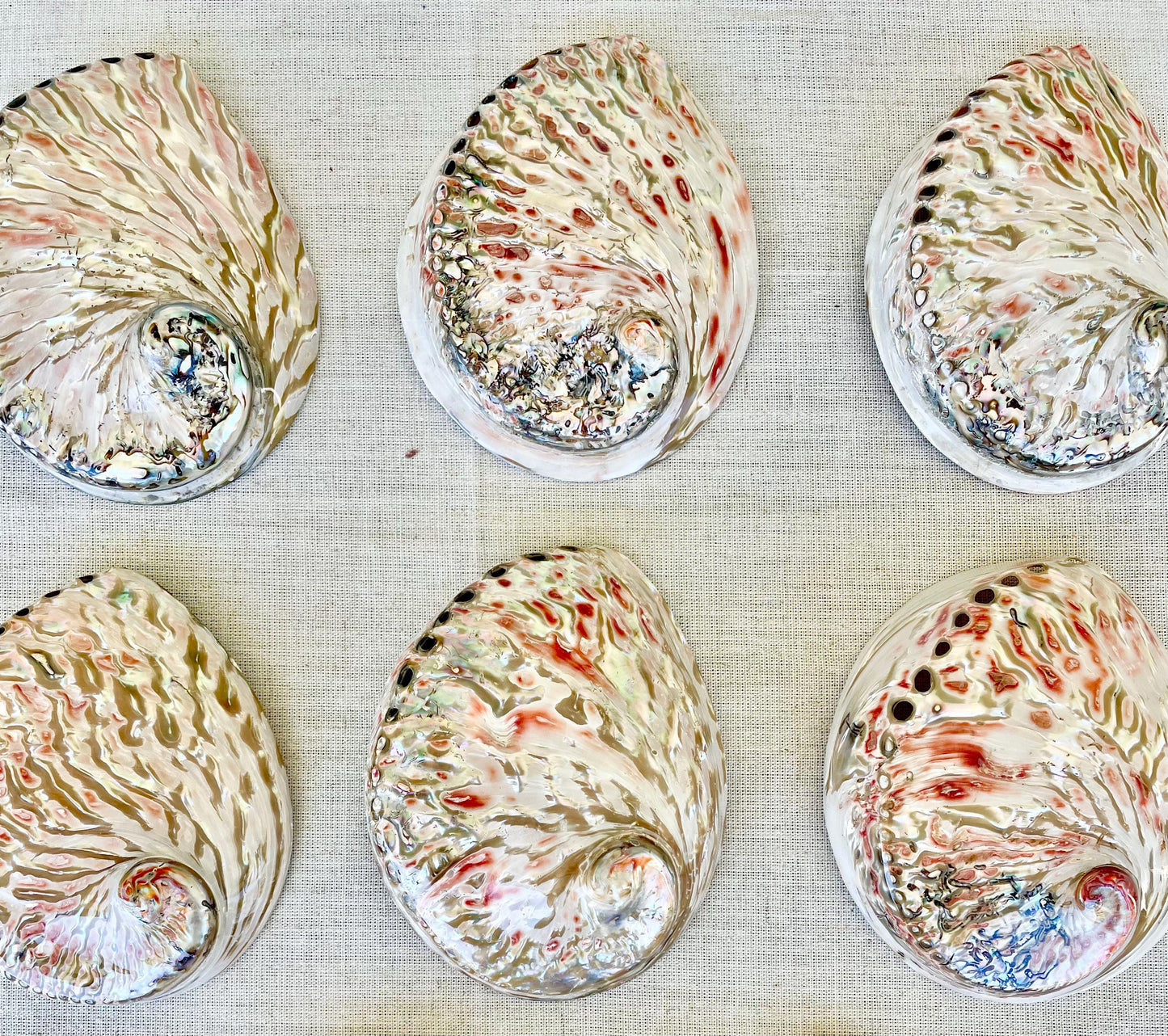 SILVER/RED ABALONE Shell Huge 6-6.5" X-Large High Gloss Polished Display Seashell Midas Sage Dish