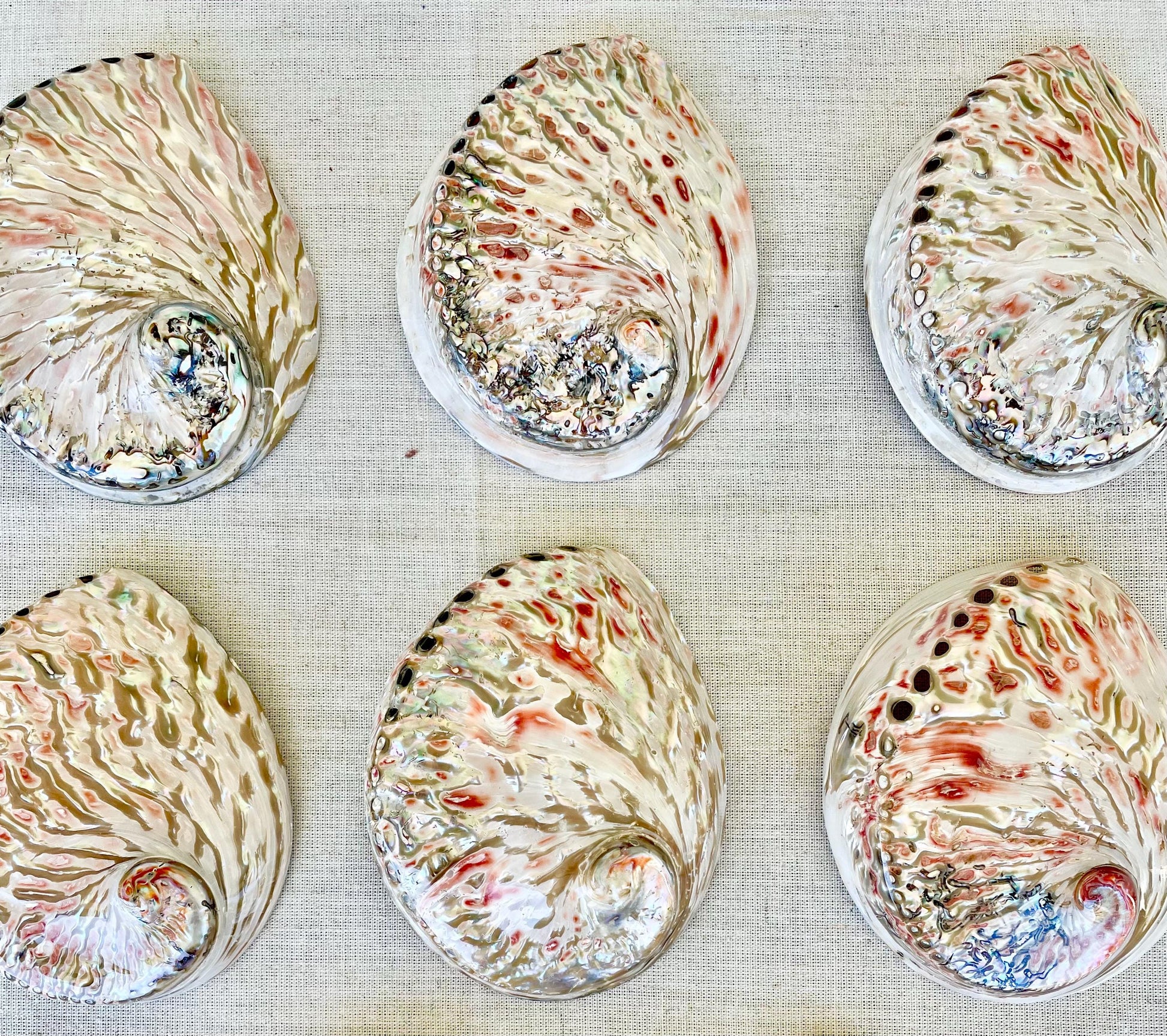 SILVER/RED ABALONE Shell Huge 6-6.5" X-Large High Gloss Polished Display Seashell Midas Sage Dish