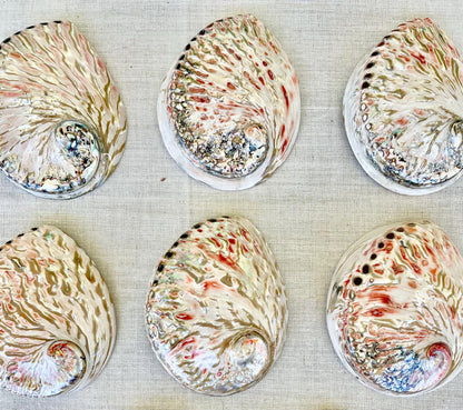 SILVER/RED ABALONE Shell Huge 6-6.5" X-Large High Gloss Polished Display Seashell Midas Sage Dish