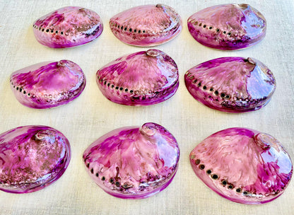 PURPLE ABALONE SHELL Huge 5.5-6" X-Large High Gloss Polished Display Seashell Midas Iridescent Sage Dish