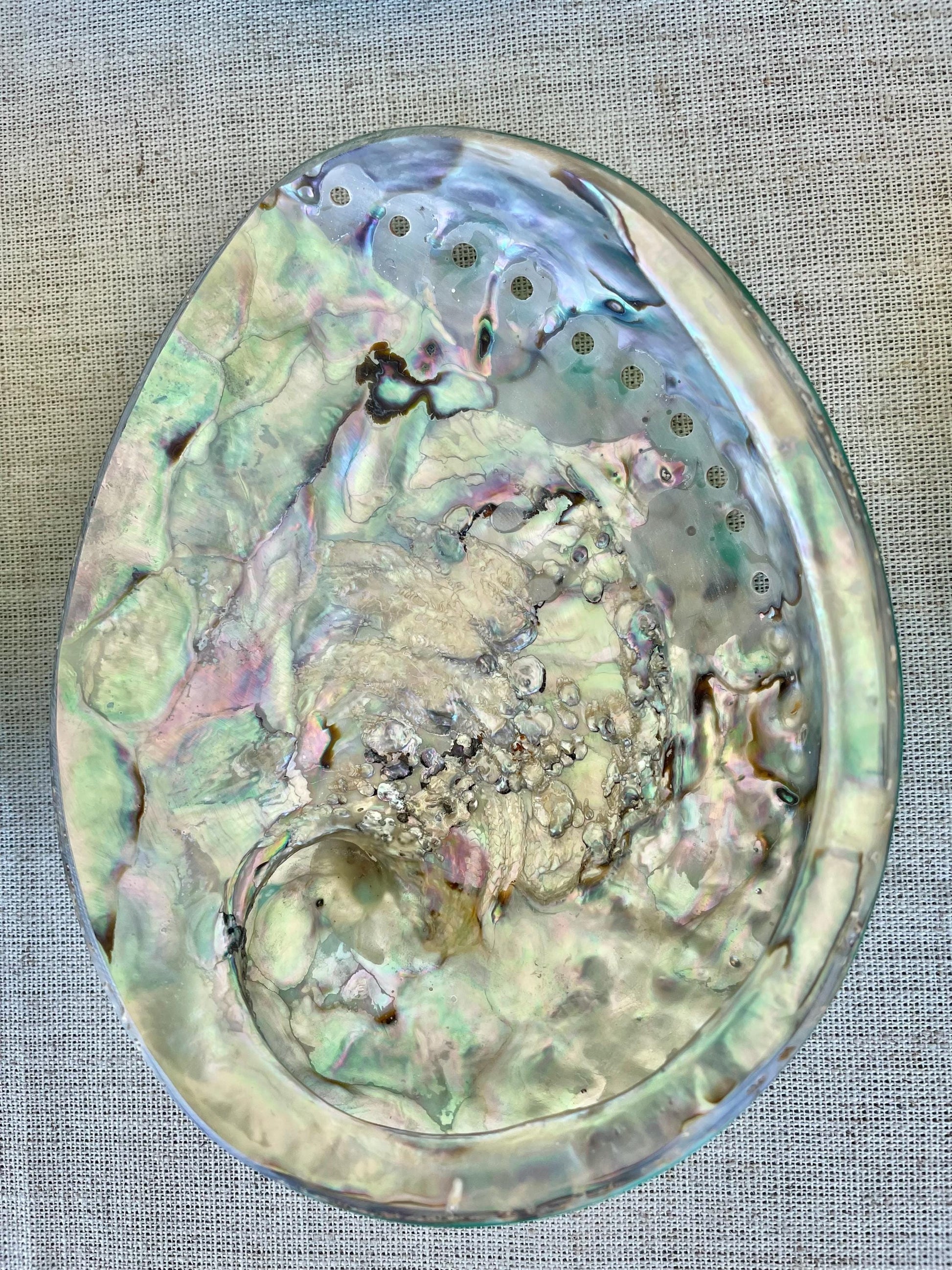 GREEN ABALONE SHELL Huge 5.5-6" X-Large High Gloss Polished Display Seashell Midas Iridescent Sage Dish