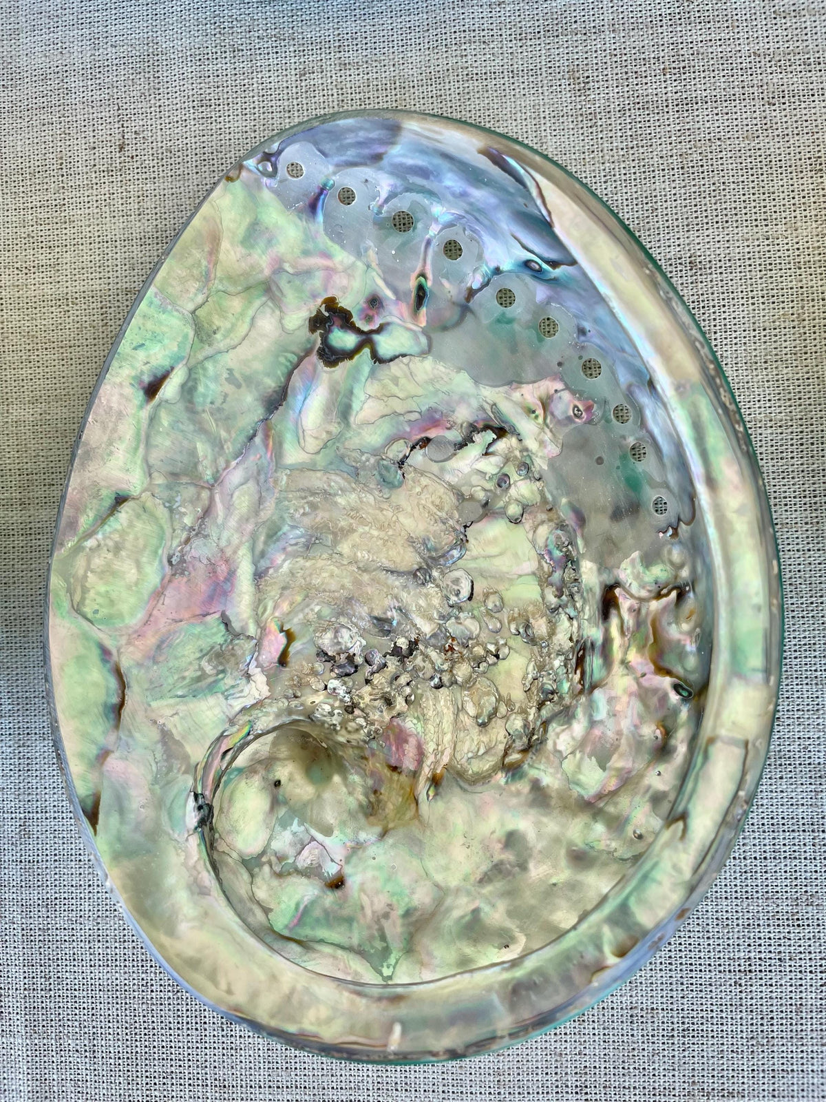 Green Abalone Seashell: XL 5.5-6" Iridescent Coastal Décor, Sage Dish