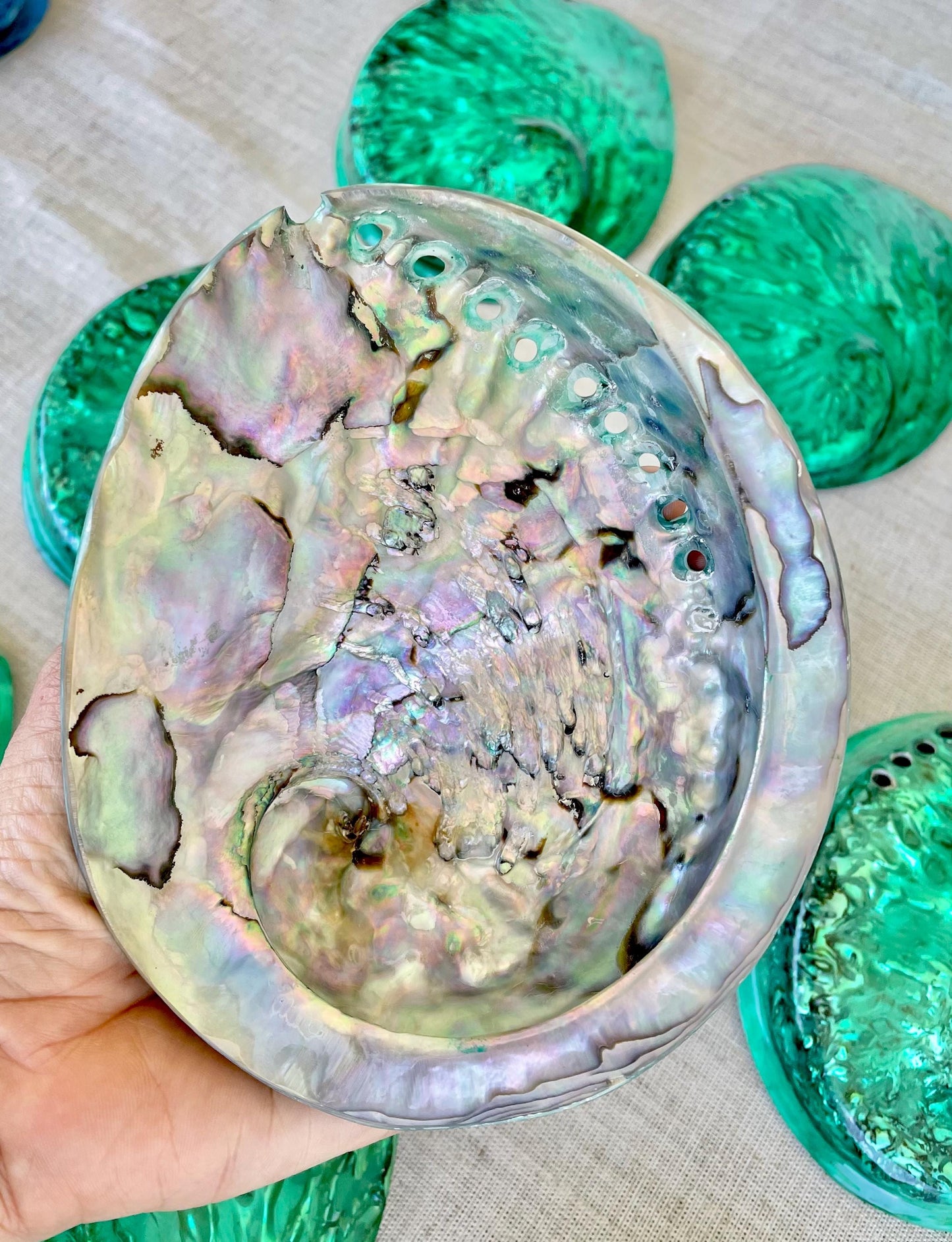 GREEN ABALONE SHELL Huge 5.5-6" X-Large High Gloss Polished Display Seashell Midas Iridescent Sage Dish