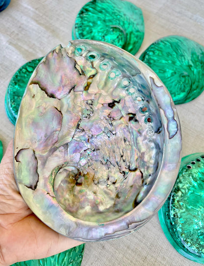GREEN ABALONE SHELL Huge 5.5-6" X-Large High Gloss Polished Display Seashell Midas Iridescent Sage Dish