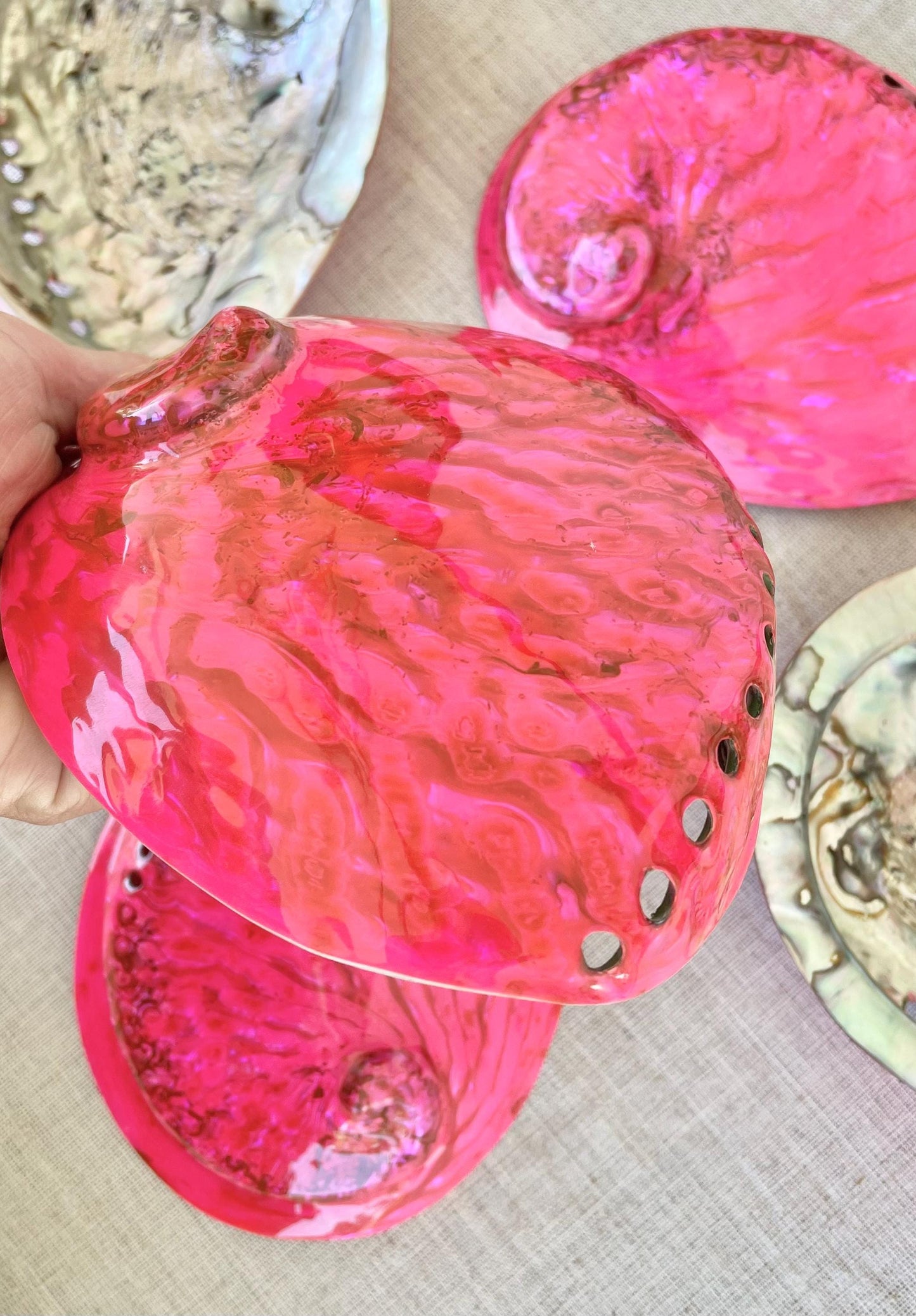 PINK ABALONE SHELL Huge 5.5-6" X-Large High Gloss Polished Display Seashell Midas Iridescent Sage Dish