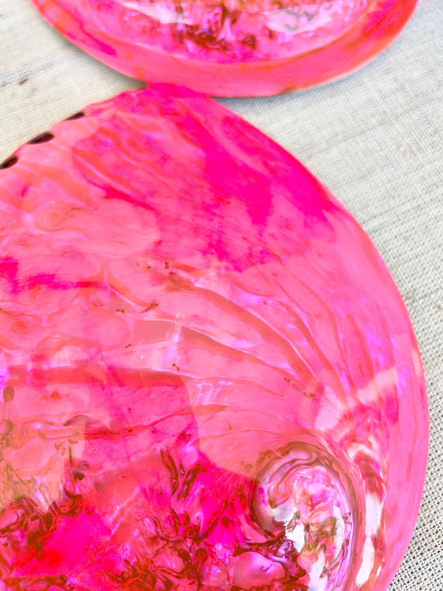 PINK ABALONE SHELL Huge 5.5-6" X-Large High Gloss Polished Display Seashell Midas Iridescent Sage Dish