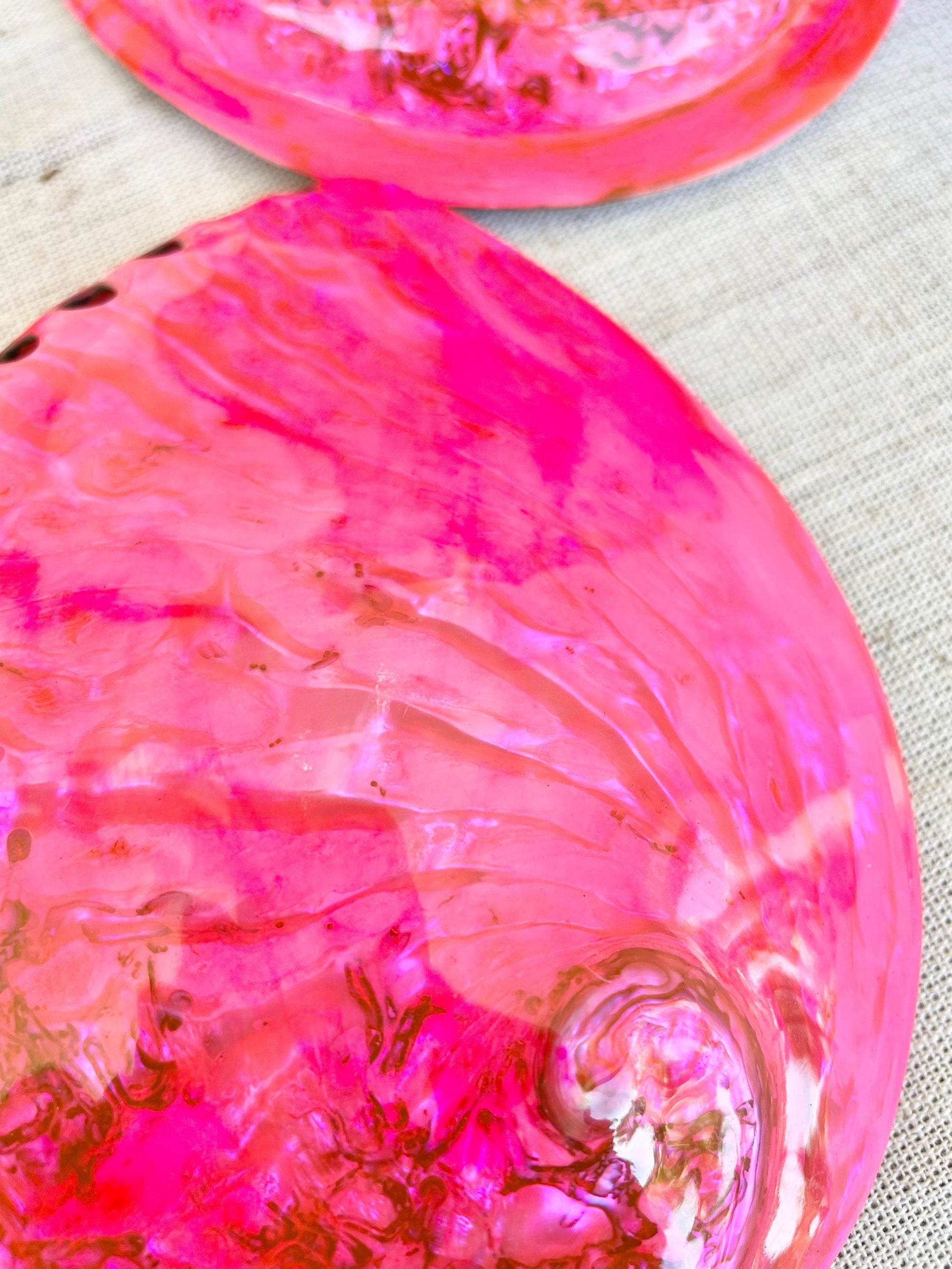 PINK ABALONE SHELL Huge 5.5-6" X-Large High Gloss Polished Display Seashell Midas Iridescent Sage Dish