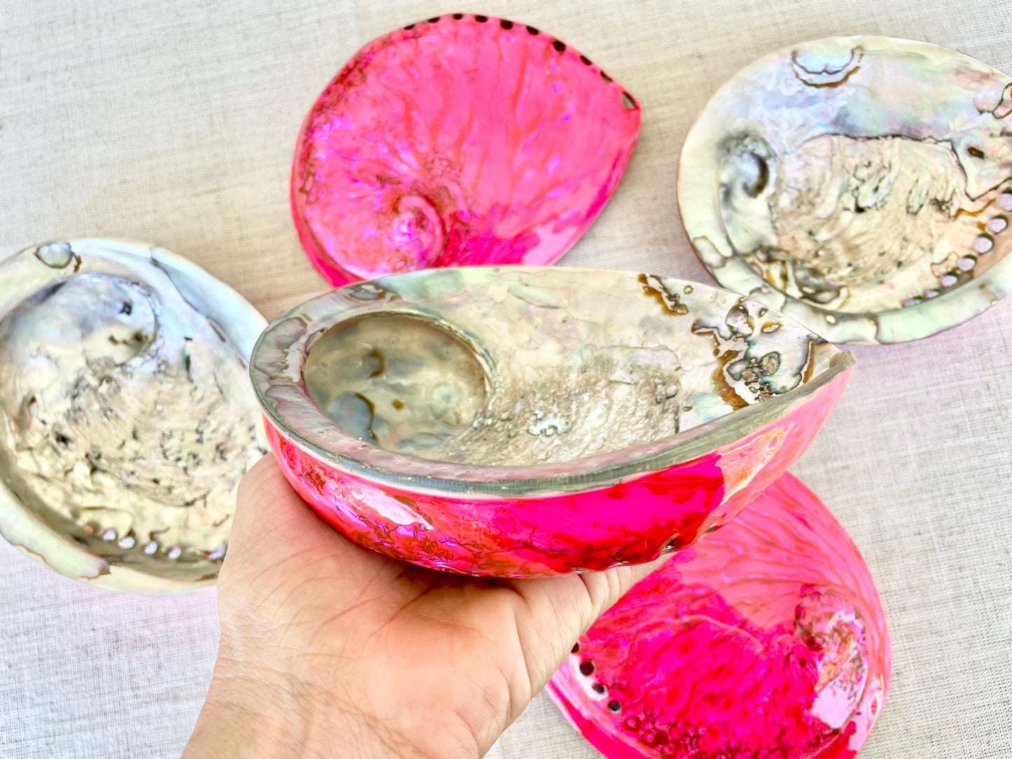 PINK ABALONE SHELL Huge 5.5-6" X-Large High Gloss Polished Display Seashell Midas Iridescent Sage Dish