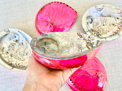 PINK ABALONE SHELL Huge 5.5-6" X-Large High Gloss Polished Display Seashell Midas Iridescent Sage Dish