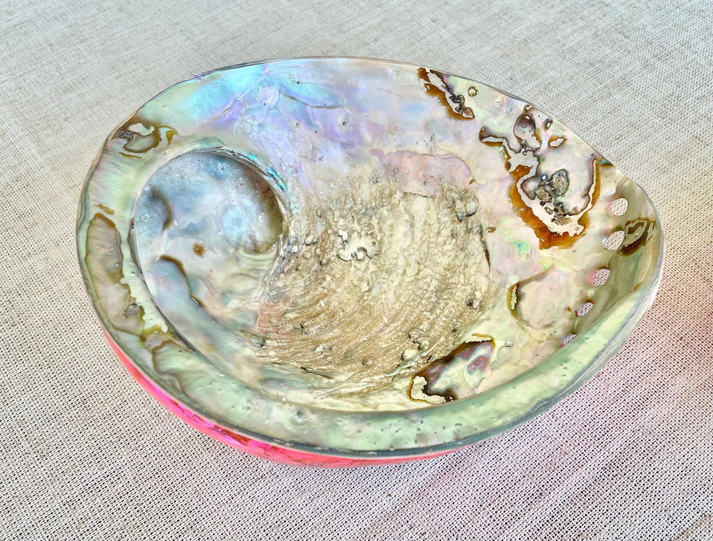 PINK ABALONE SHELL Huge 5.5-6" X-Large High Gloss Polished Display Seashell Midas Iridescent Sage Dish