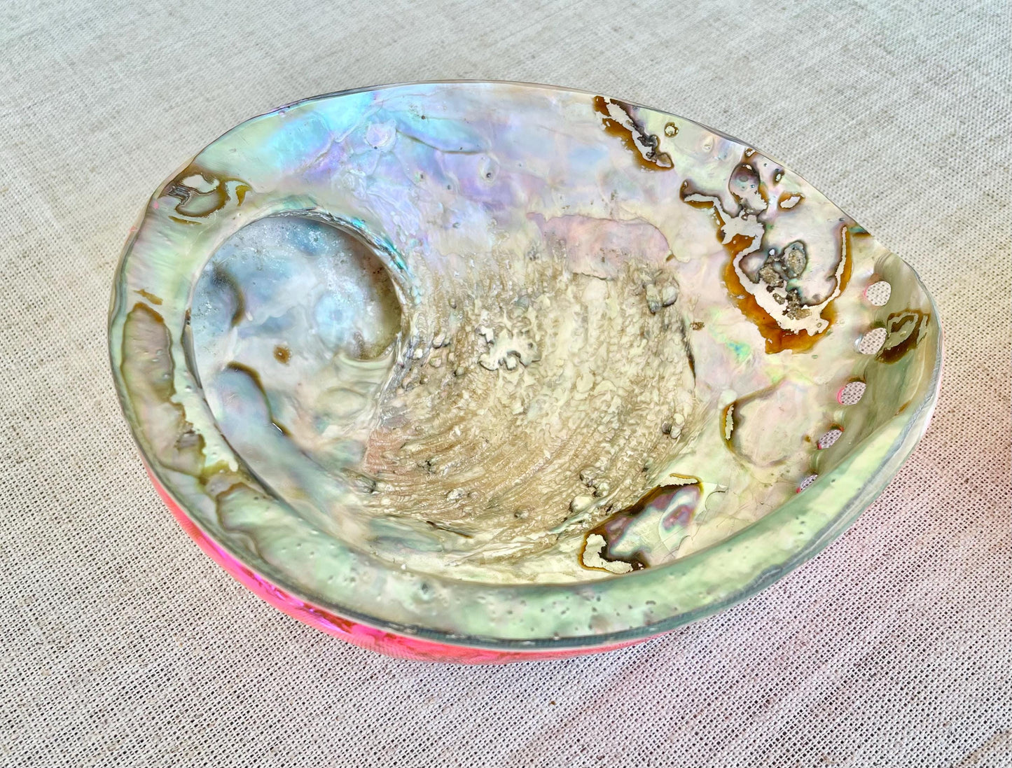 Polished Hot Pink Abalone Shell - Iridescent Coastal Decor (5.5-6")