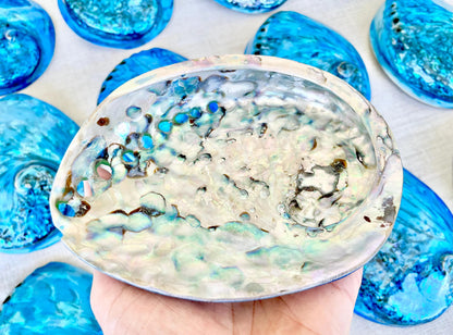 BLUE ABALONE SHELL Huge 5.5-6" X-Large High Gloss Polished Display Seashell Midas Iridescent Sage Dish
