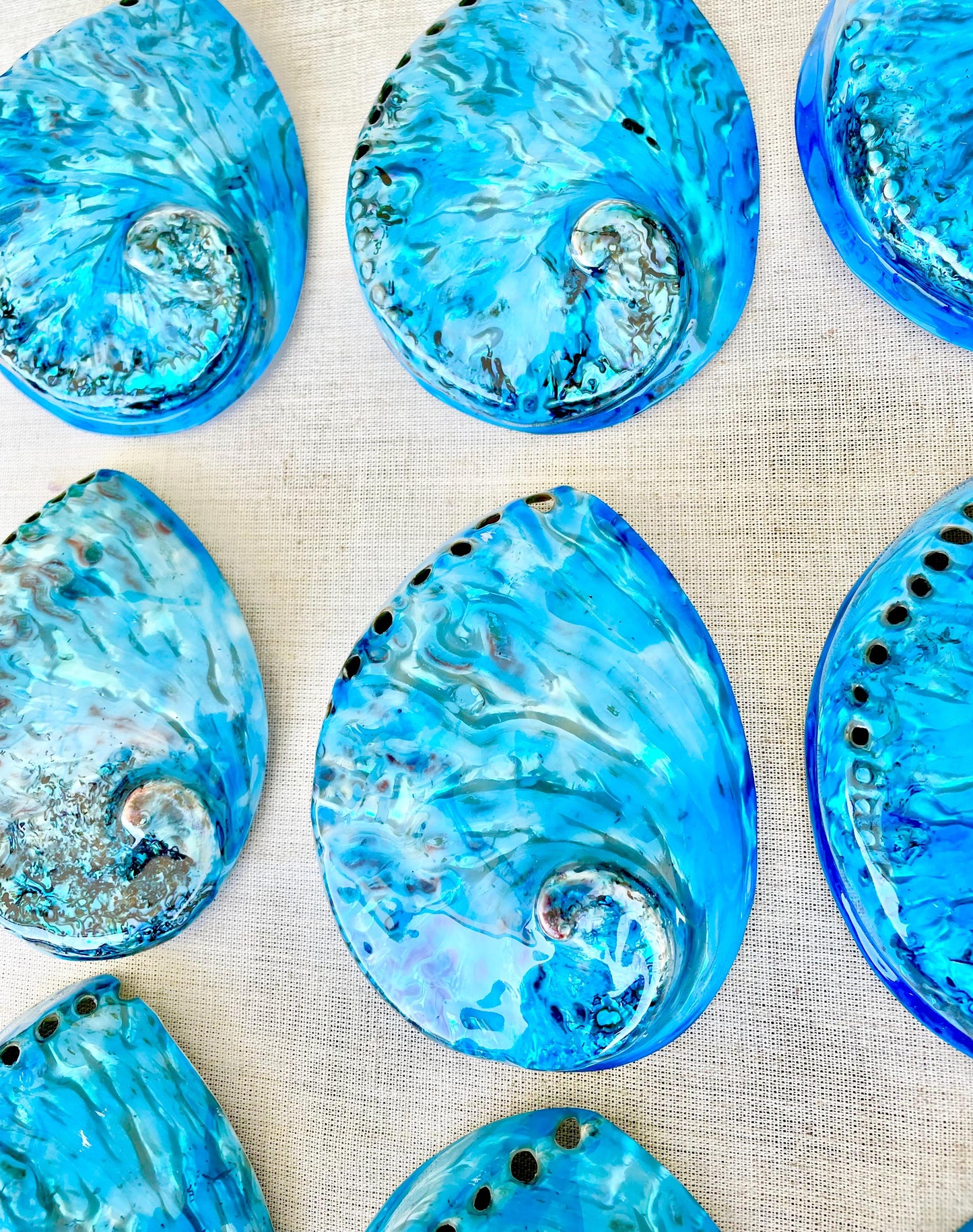 BLUE ABALONE SHELL Huge 5.5-6" X-Large High Gloss Polished Display Seashell Midas Iridescent Sage Dish