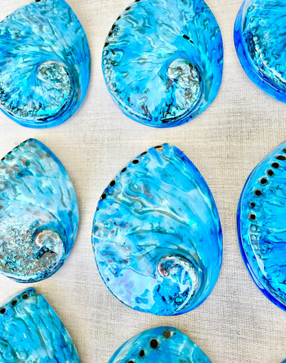 BLUE ABALONE SHELL Huge 5.5-6" X-Large High Gloss Polished Display Seashell Midas Iridescent Sage Dish