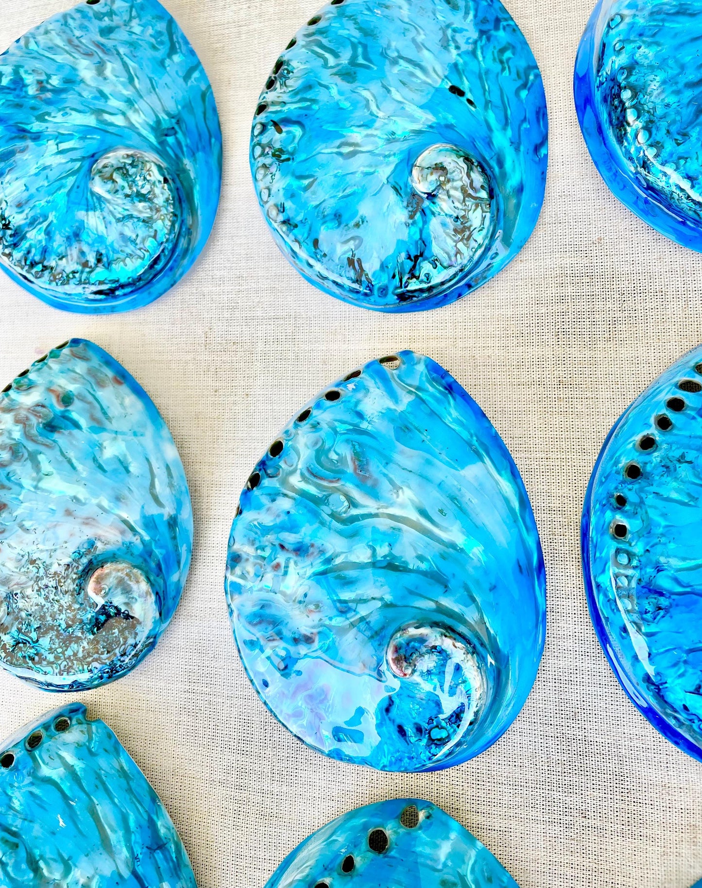 Blue Abalone Shell (5-5.5") High Gloss Polished Seashell Collectors Display
