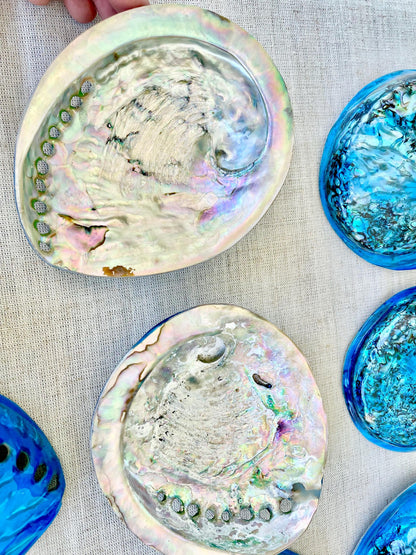 BLUE ABALONE SHELL Huge 5.5-6" X-Large High Gloss Polished Display Seashell Midas Iridescent Sage Dish