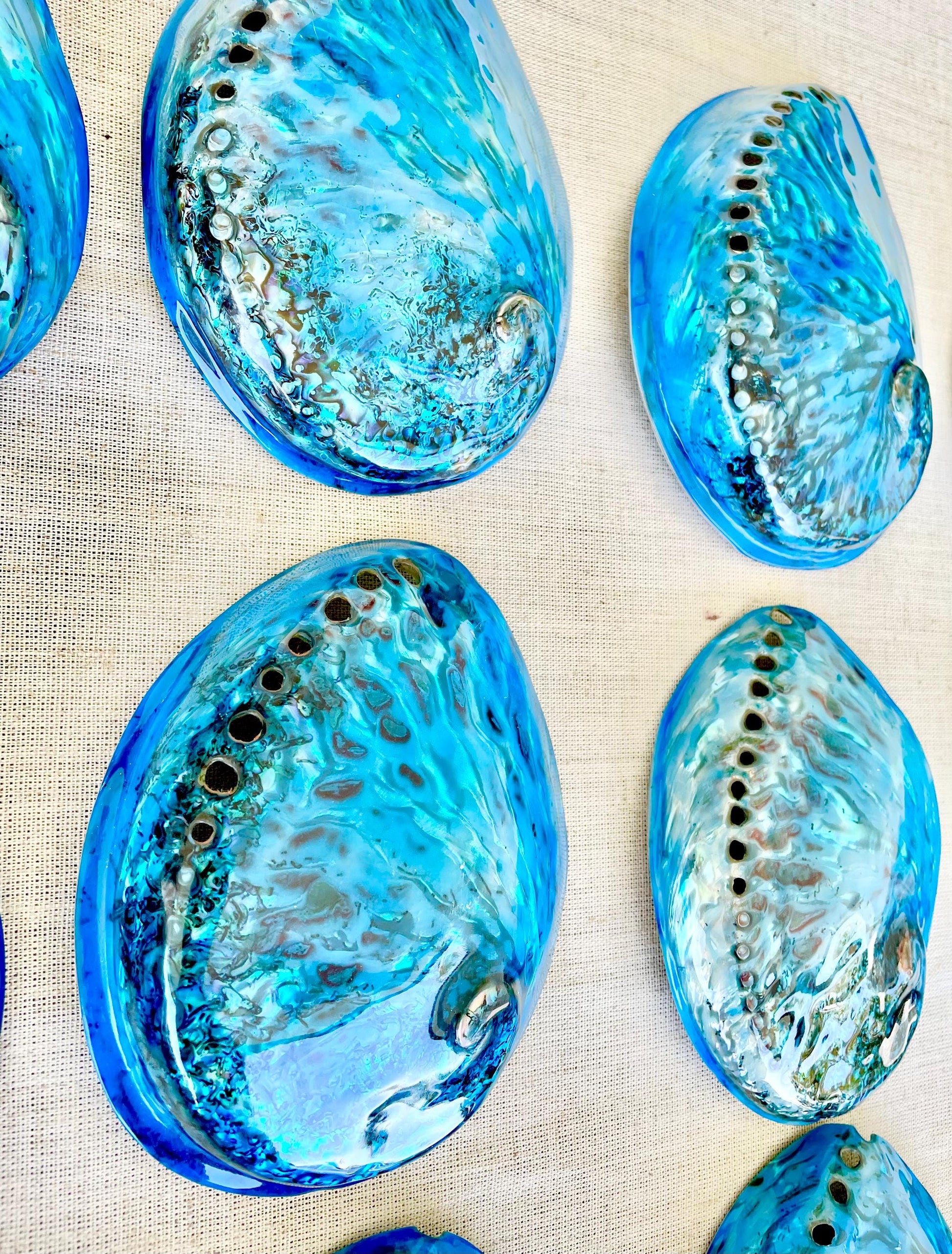 BLUE ABALONE SHELL Huge 5.5-6" X-Large High Gloss Polished Display Seashell Midas Iridescent Sage Dish