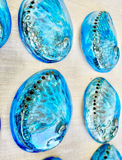 BLUE ABALONE SHELL Huge 5.5-6" X-Large High Gloss Polished Display Seashell Midas Iridescent Sage Dish