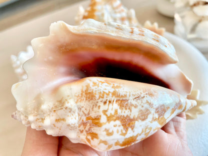 STROMBUS SINUATUS CONCH Shell 4-4.5" Natural Dark Pink Interior Display Seashell Coastal Beach Décor