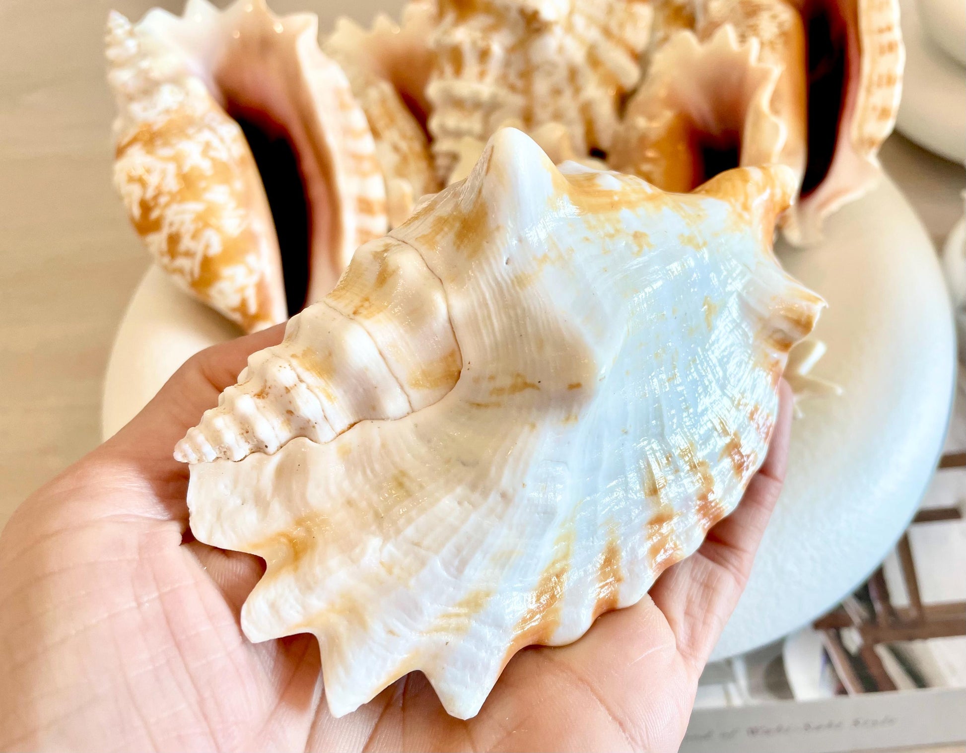 STROMBUS SINUATUS CONCH Shell 4-4.5" Natural Dark Pink Interior Display Seashell Coastal Beach Décor