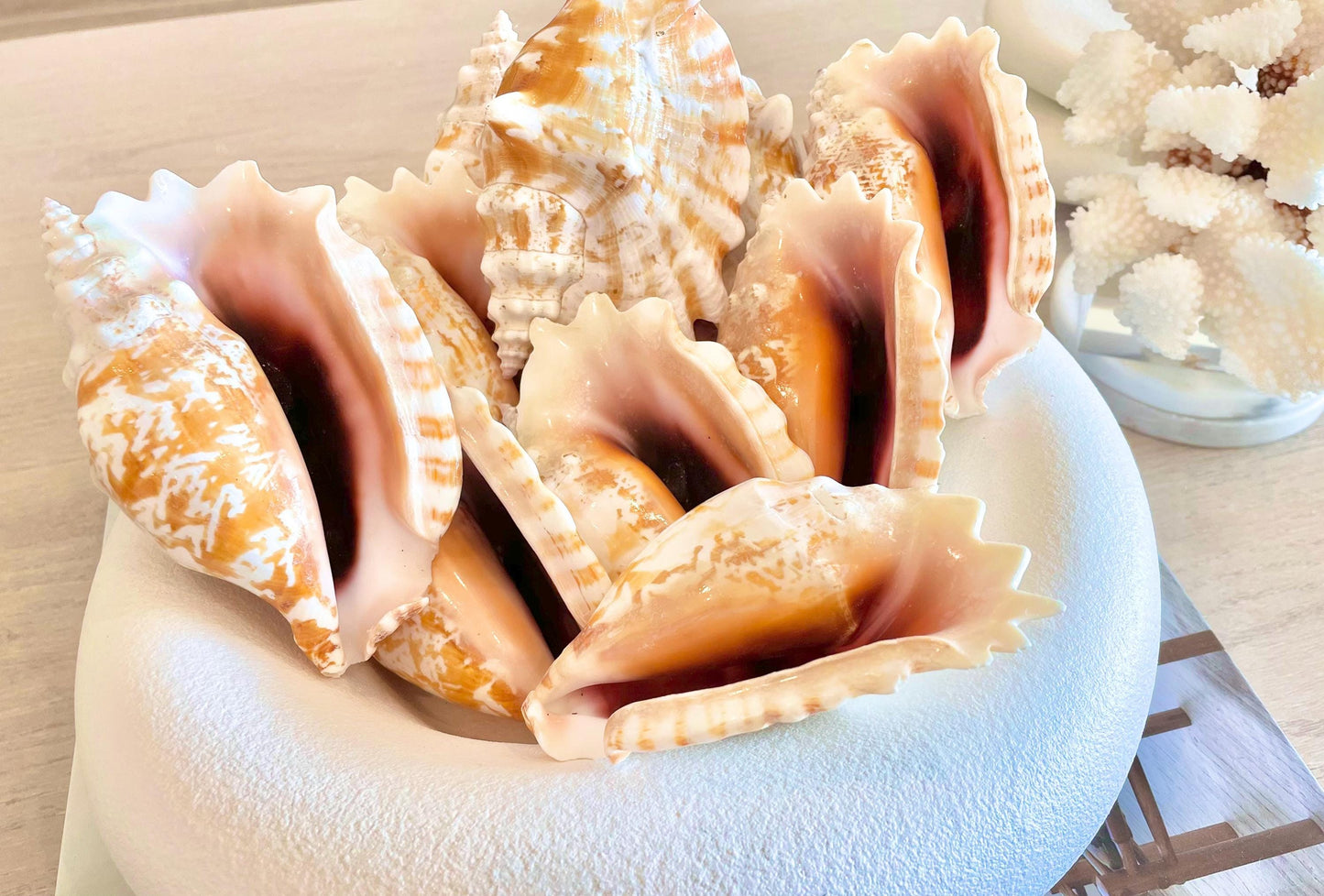 STROMBUS SINUATUS CONCH Shell 4-4.5" Natural Dark Pink Interior Display Seashell Coastal Beach Décor