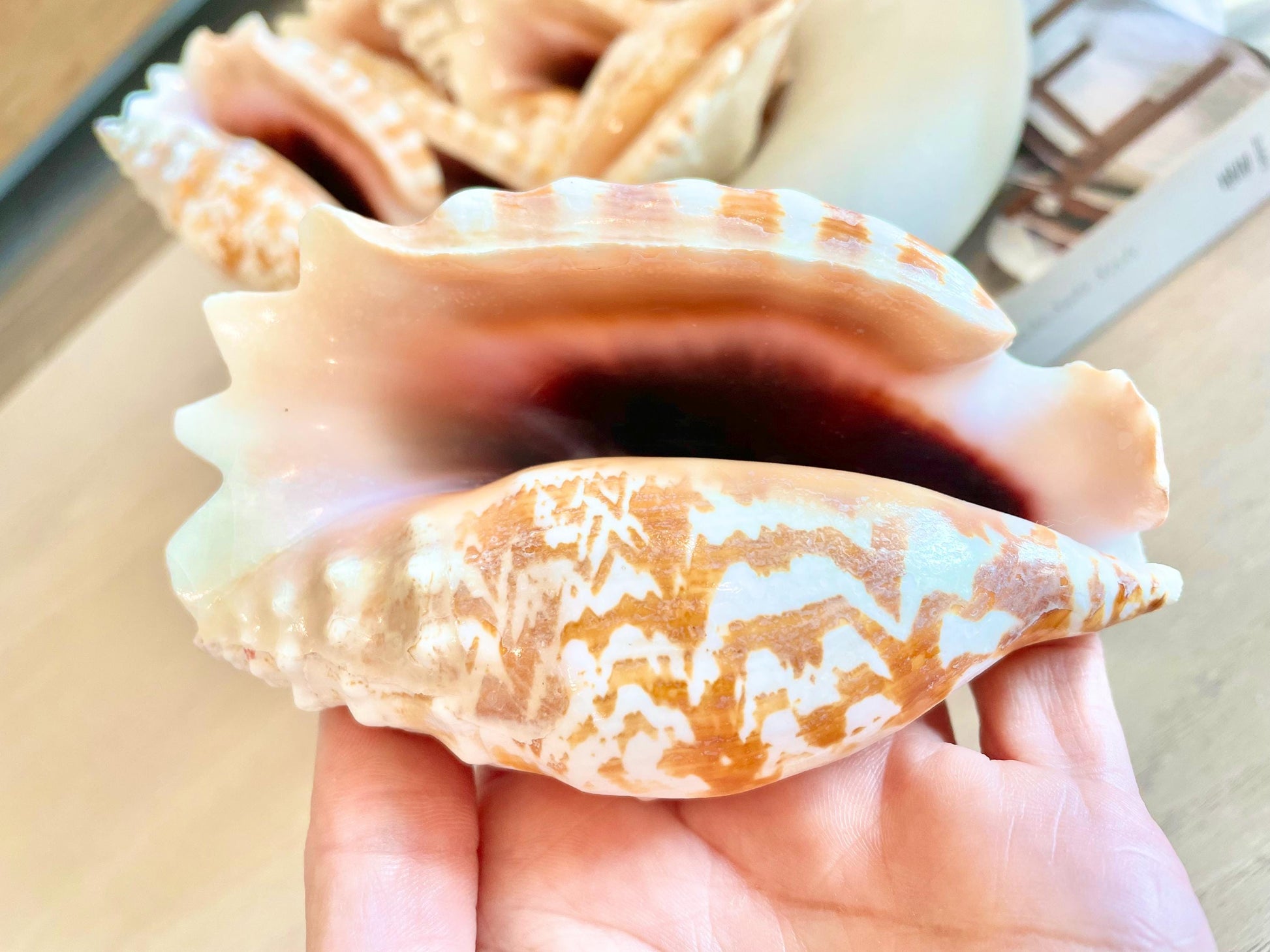 Strombus Sinuatus Conch Shell (4-4.5") Natural Pink Seashell, Coastal Décor