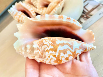 Strombus Sinuatus Conch Shell (4-4.5") Natural Pink Seashell, Coastal Décor